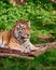 Beautiful bengali tiger portrait