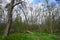 Beautiful Berlin forest in spring. Berlin, Germany