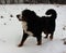 Really Beautiful Bernese Mountain Dog.