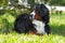 Beautiful Bernese mountain dog rests in the shade