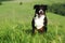 Beautiful Bernese mountain dog runs