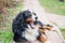 The beautiful Bernese mountain dog yawns, his mouth wide open.The dog lies on the path in the garden