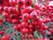 Beautiful berries of red color of dried flowers