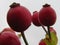 Beautiful berries of red color of dried flowers