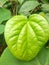 The Beautiful Betel Leaf in Indonesia