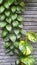 Beautiful betel leaves vine on the wall together with the striped abstrack leaves
