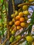 Beautiful betel nuts is hanging on a small tree in a garden