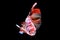 Beautiful Betta fish, Various Color size and Gender Cupang, Siamese Fighting, Fish Red Galaxy, Half Moon