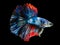 Beautiful betta splendens half moon siamese betta fish