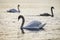 Beautiful bevy of Mute Swans in Spring dawn sunlight on lake