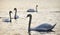 Beautiful bevy of Mute Swans in Spring dawn sunlight on lake