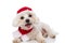 Beautiful bichon dog feeling happy, wearing a christmas hat