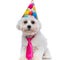 Beautiful bichon dog wearing a birthday hat and pink tie