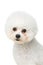 Beautiful bichon frisee dog