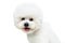 Beautiful bichon frisee dog