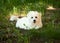 Beautiful bichon havanese puppy on a forest