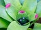 beautiful bicolor green and red pink Neoregelia sarmentosa bromeliad plant