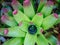 beautiful bicolor green and red pink Neoregelia sarmentosa bromeliad plant