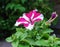 Beautiful bicolor petunia flower