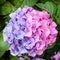 Beautiful bicolor pink and purple mophead Hydrangea flower head