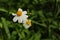 Beautiful Bidens Alba Asters white flowers