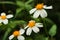 Beautiful Bidens Alba Asters white flowers