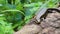 Beautiful big asian iguana in jungle of thailand