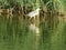 Beautiful big-billed heron waiting for the dam fisherman river water