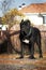 Beautiful big black dog breed Italian Cane Corso on the background of the house