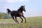 Beautiful big black horse galloping across the field on a background of clear sky and haze.