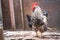 A beautiful big black and white rooster looks away on the street