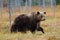 Beautiful big brown bear walking around lake with autumn colours. Dangerous animal in nature forest and meadow habitat. Wildlife