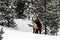 Beautiful big bull elk in snowy Yellowstone Park