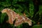 Beautiful big butterfly, Giant Atlas Moth,aka, Attacus atlas in habitat, India