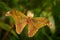 Beautiful big butterfly in the green tropic forest. Attacus caesar, moth in Saturniidae family, southern Philippines. Butterfly