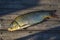 beautiful big carp. Angling. Carp fishing. carp fishing. Mirror carp (Cyprinus carpio),. Angler trophy. Sunset