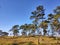 Beautiful of big cloudy flat ground area grassland with trees.