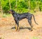 Beautiful big dog standing on outdoor