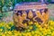 Beautiful big earthen jar with yellow dragon patterned in the yellow flower garden.