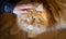 Beautiful big fluffy red Maine Coon in the hands of the owner, love and care for pets