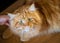 Beautiful big fluffy red Maine Coon in the hands of the owner, love and care for pets