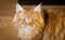 Beautiful big fluffy red Maine Coon in the hands of the owner, love and care for pets