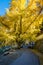 Beautiful big Ginkgo tree at Mitake town.