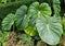 Beautiful big green leaves of Philodendron Dean McDowell