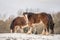 Beautiful big group of brown Irish Gypsy cob horses foals standing wild in snow on ground towards camera in cold deep snowy winter