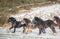 Beautiful big group of Irish Gybsy cob horses foals running wild in snow through cold deep snowy winter