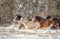 Beautiful big group of Irish Gybsy cob horses foals running wild in snow through cold deep snowy winter