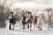 Beautiful big group of Irish Gybsy cob horses foals running wild in snow on ground towards camera through cold deep snowy winter