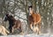 Beautiful big group of Irish Gybsy cob horses foals running wild in snow on ground towards camera through cold deep snowy winter