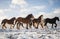 Beautiful big group of Irish Gybsy cob horses foals running wild in snow looking towards camera through cold deep snowy winter